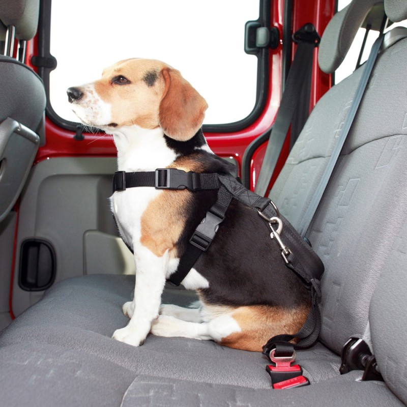 Harnais et laisse de sécurité de voiture pour chien