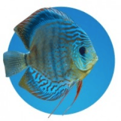 Photographie d'un poisson