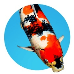 Photographie d'un poisson