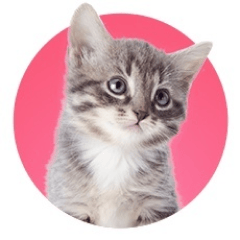 Photographie d'un chat