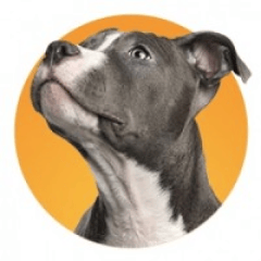 Photographie d'un chien