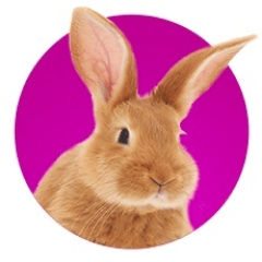 Photographie d'un lapin