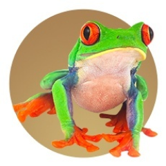 Photographie d'une grenouille