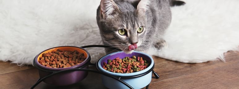 Photographie d'un chat mangeant dans une gamelle