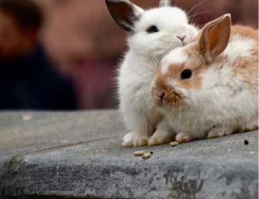 Photographie de deux lapins